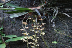 Smithsonia maculata